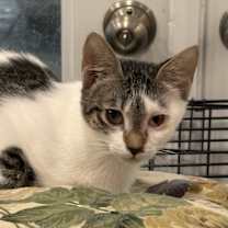 Thumbnail photo of Lily #1