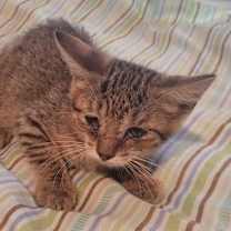 Thumbnail photo of Pearl LH #2