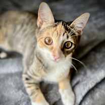 Thumbnail photo of Mitsie #1