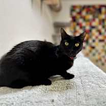 Thumbnail photo of Shadow #3