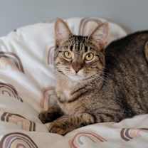 Thumbnail photo of MICAH #2