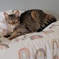 Thumbnail photo of MICAH #3