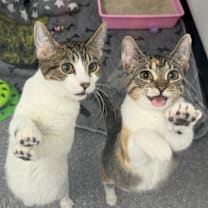 Thumbnail photo of Star Lord #2