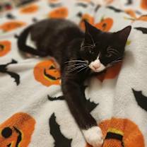 adopt-pet