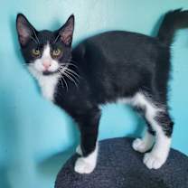 adopt-pet