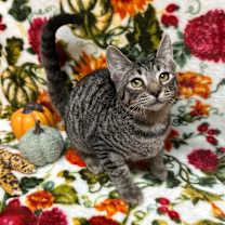 Thumbnail photo of Tiny Tim #1