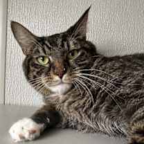 Thumbnail photo of Gibson #1