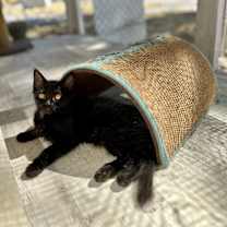 Thumbnail photo of Moro #3