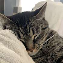 Thumbnail photo of Louie #1