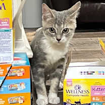 Thumbnail photo of Fries #3