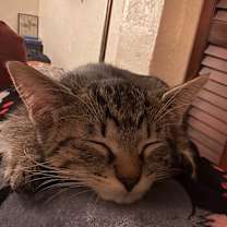 Thumbnail photo of Kit Kat #4