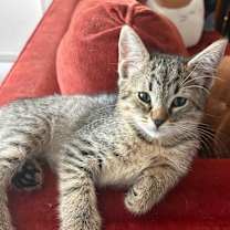 Thumbnail photo of Twix #3