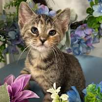 Thumbnail photo of 6/23/25 -Basil #2