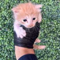 Thumbnail photo of 59399432 #2