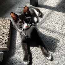 Thumbnail photo of Cat Noir #2