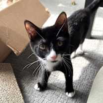 Thumbnail photo of Cat Noir #4