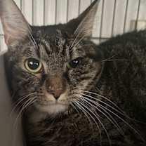 Thumbnail photo of Gibson #2