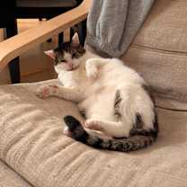 Thumbnail photo of Sparrow #1