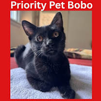 Thumbnail photo of Bobo  *A PRIORITY PET* #1