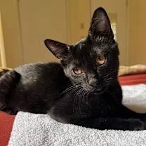 Thumbnail photo of Bobo  *A PRIORITY PET* #2