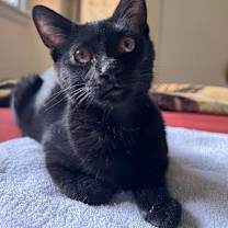 Thumbnail photo of Bobo  *A PRIORITY PET* #3