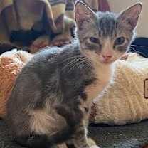 Thumbnail photo of Ringo #1