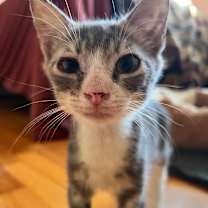 Thumbnail photo of Ringo #2