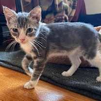 Thumbnail photo of Ringo #3