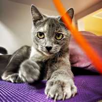 Thumbnail photo of Cher (bonded with Sonny) #1