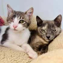 Thumbnail photo of Cher (bonded with Sonny) #2