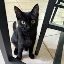 Thumbnail photo of Ginger #4