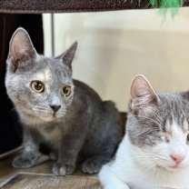 Thumbnail photo of Cher (bonded with Sonny) #3