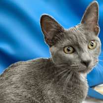 Thumbnail photo of DUSTY #1