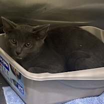 Thumbnail photo of DUSTY #2