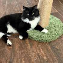 Thumbnail photo of Jabba (& Anakin) #2