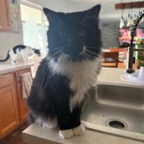 Thumbnail photo of Jabba (& Anakin) #1