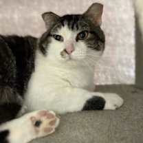 Thumbnail photo of Whiskers #2