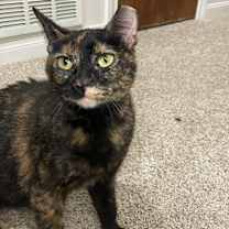 Thumbnail photo of Cissy #2