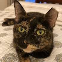 Thumbnail photo of Cissy #1