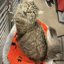 Thumbnail photo of Pippa #4