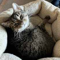 Thumbnail photo of Cubby #4