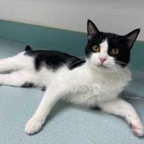 adopt-pet
