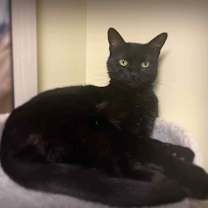 Thumbnail photo of Ursa #2