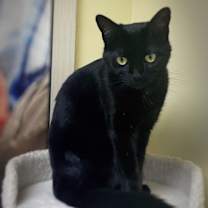 Thumbnail photo of Ursa #3