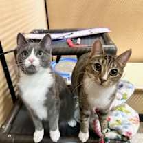 Thumbnail photo of Joan Rivers #2