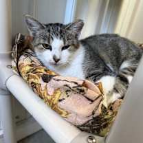 Thumbnail photo of Daisy #1