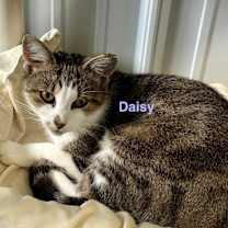 Thumbnail photo of Daisy #2