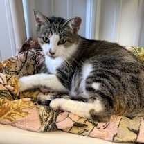 Thumbnail photo of Daisy #3