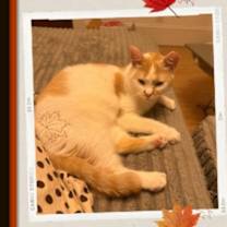 Thumbnail photo of Pumpkin - Adoption Pending #2