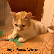 Thumbnail photo of Pumpkin - Adoption Pending #3